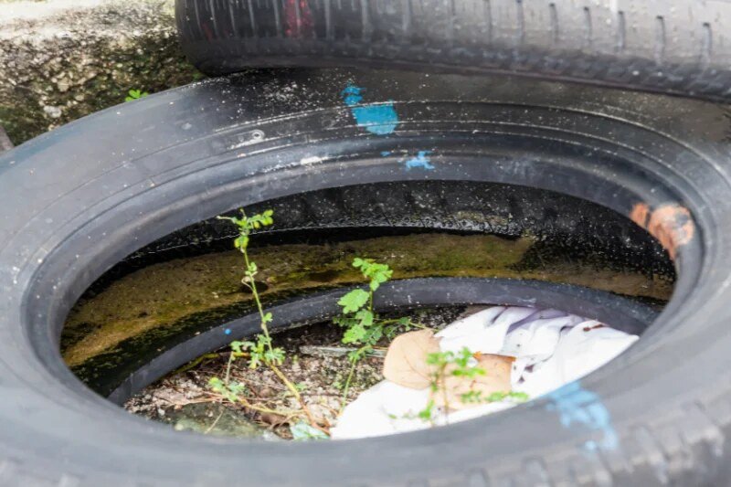 Used Tires Potentially Store Stagnant Water With Mosquitoes Breed
